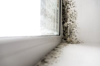 Mold Inspections